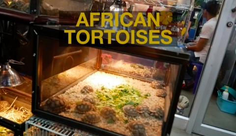 african tortoises